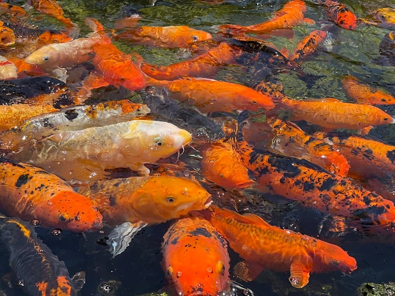 The Fish Hole at Lakewood Ranch